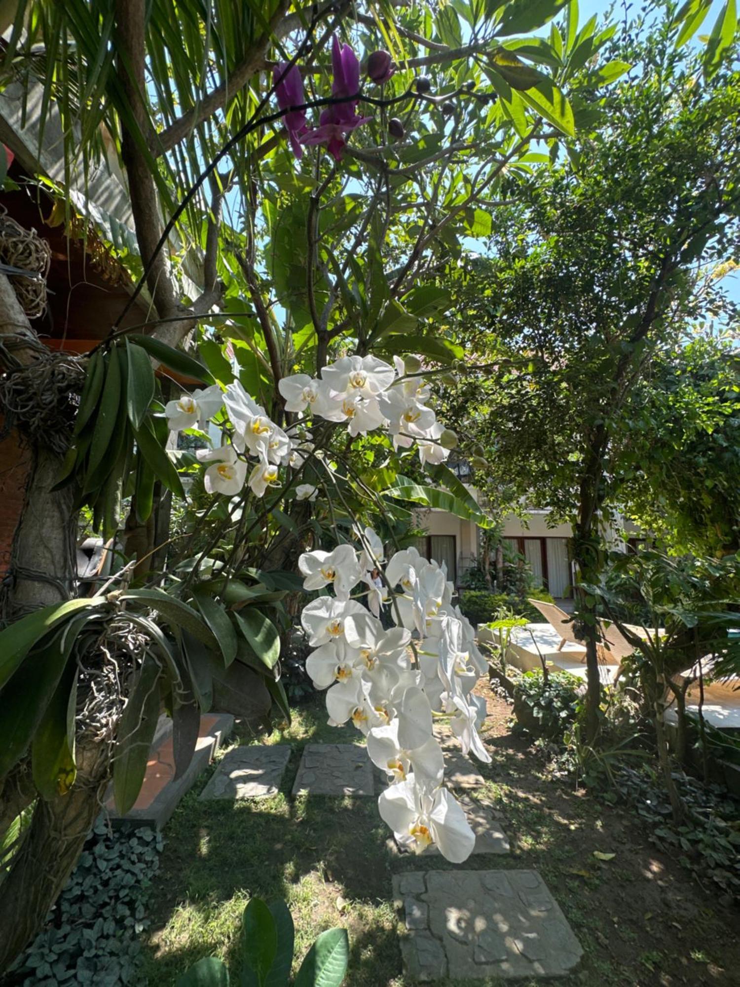 Diuma Residence Yoga Meditation Retreat And Healing Center Sanur Kültér fotó